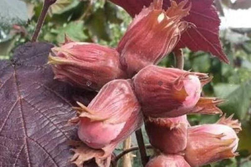 Фундук обыкновенный Сирена. (Corylus avellana Syrena)