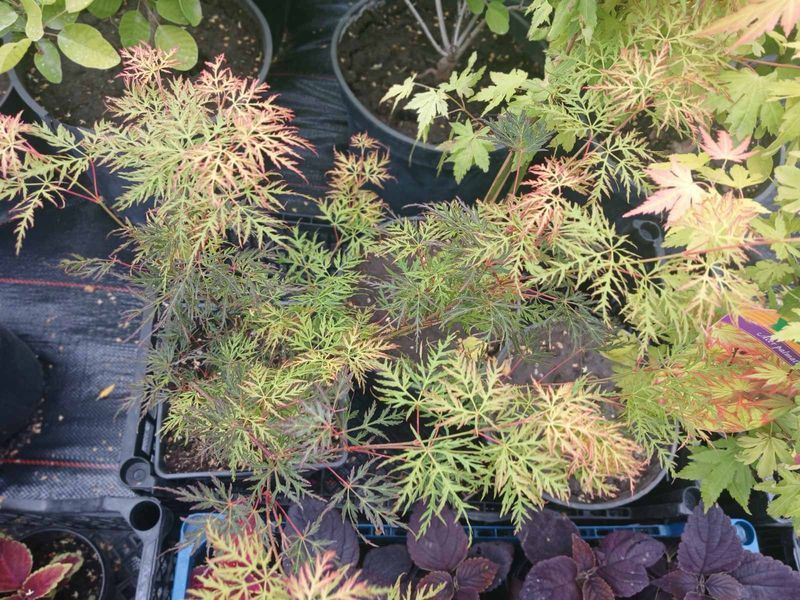Клен віяловий пальмолистий Емеральд Лейс. (Acer palmatum Emerald Lace) C3
