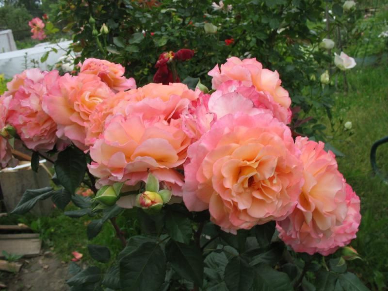Роза &laquo;Августа Луиза&raquo; (Augusta Luise), чайно-гибридная, в горшке 4л