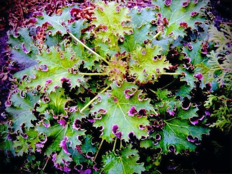 Гейхера Sashay, саженец C3 V10100 фото