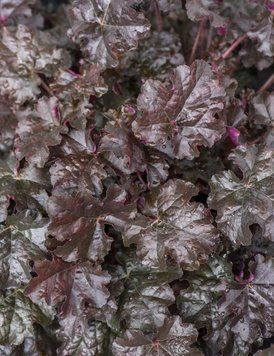 Гейхера Еспресо, Heuchera WORLD CAFF&Eacute;&trade; ESPRESSO С3 V63817 фото