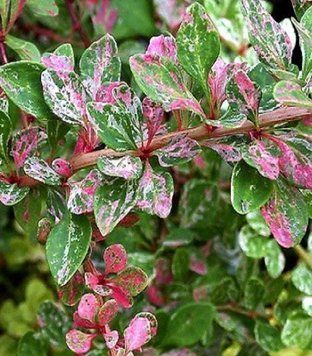 Барбарис тунберга Старбест. (Berberis thunbergii Starburst) С5 CS2469 фото