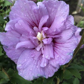 Гібіскус сирійський Лавендер Шифон. (Hibiscus syriacus Lavender Chiffon) С3 CS2619 фото