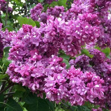 Сирень обыкновенная Огни Донбасса. (Syringa vulgaris Ogni Donbassa) ШТАМБ CS2969 фото