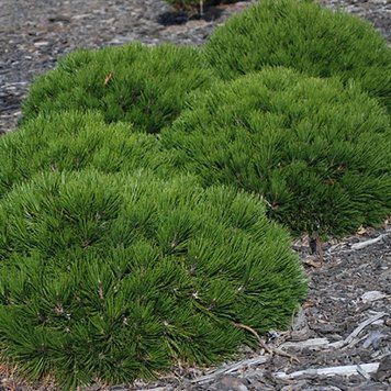 Сосна Гельдрейха/белокорая Шмидта. (Pinus heldreichii/leucodermis Smidtii) С10 CS2316 фото