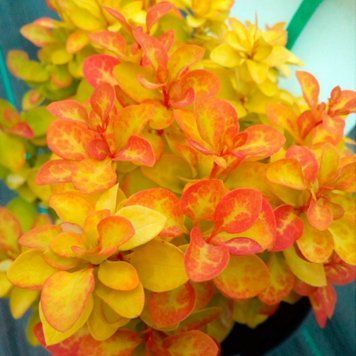 Барбарис Тунберга Саммер Сансет. (Berberis thunbergii Summer Sunset) С5 CS2519 фото