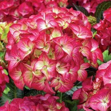 Гортензия крупнолистная Дарк Ангел. (Hydrangea macrophylla Dark Angel) Р9 CS2769 фото