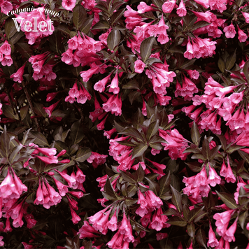 Вейгела Александра (Weigela florida Alexandra) С2