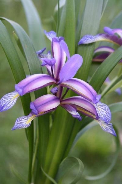 Ирис злаковидный (Iris graminea) С 1,5