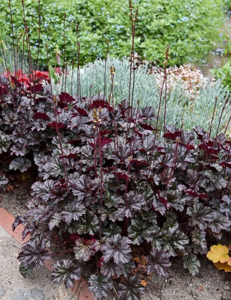 Гейхера Еспресо, Heuchera WORLD CAFF&Eacute;&trade; ESPRESSO С3 V63817 фото