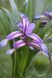 Ирис злаковидный (Iris graminea) С 1,5 CS1839 фото 2