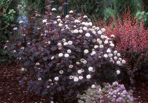 Пухироплідник калинолистий &laquo;Діаболо&raquo; (Physocarpus opulifolius &lsquo;Diabolo&rsquo;), С3