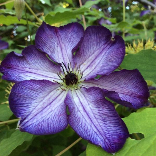 Клематис Супер Нова. (Clematis Super Nova) III группа