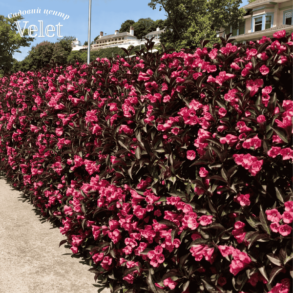 Вейгела Alexandra (Weigela florida Alexandra) С2