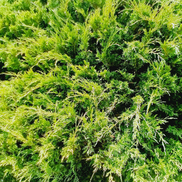 Ялівець звичайний Грін Карпет. (Juniperus communis Green Carpet) Р9 00015 фото