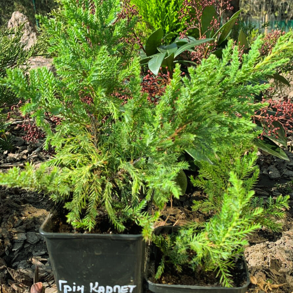 Ялівець звичайний Грін Карпет. (Juniperus communis Green Carpet) Р9 00015 фото