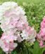 Гортензія волотиста Папілон. (Hydrangea paniculata Papillon) ШТАМБ CS2719 фото 1