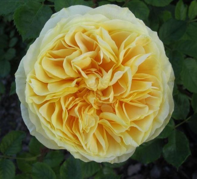 Роза Сан иде Жардин/Голден Зест/СТО ИДЕЙ САДА. (Cent Idees Jardin/Golden Zest) Шраб