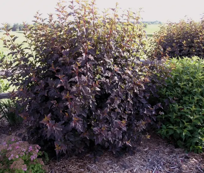 Пухироплідник калинолистий &laquo;Діаболо&raquo; (Physocarpus opulifolius &lsquo;Diabolo&rsquo;), С3