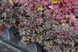 Гейхера Еспресо, Heuchera WORLD CAFF&Eacute;&trade; ESPRESSO С3 V63817 фото 2