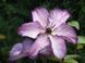 Клематис Супер Нова. (Clematis Super Nova) III группа CS1739 фото 4
