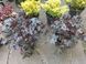 Гейхера Еспресо, Heuchera WORLD CAFF&Eacute;&trade; ESPRESSO С3 V63817 фото 3