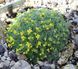 Крупка (Draba) Р9 V62199 фото 1