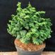 Кипарисовик тупий Морін. (Chamaecyparis obtusa Maureen) С5 CS2166 фото 1