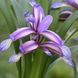 Ирис злаковидный (Iris graminea) С 1,5 CS1839 фото 1
