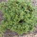 Кипарисовик тупий Морін. (Chamaecyparis obtusa Maureen) С5 CS2166 фото 3