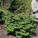 Кипарисовик тупий Морін. (Chamaecyparis obtusa Maureen) С5 CS2166 фото 2