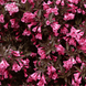Вейгела Alexandra (Weigela florida Alexandra) С2 R5345 фото 1