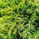 Ялівець звичайний Грін Карпет. (Juniperus communis Green Carpet) Р9 00015 фото 2