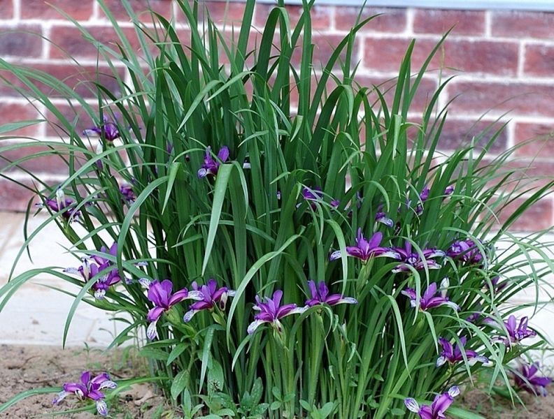 Ирис злаковидный (Iris graminea) С 1,5