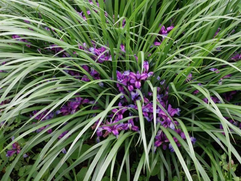 Ирис злаковидный (Iris graminea) С 1,5