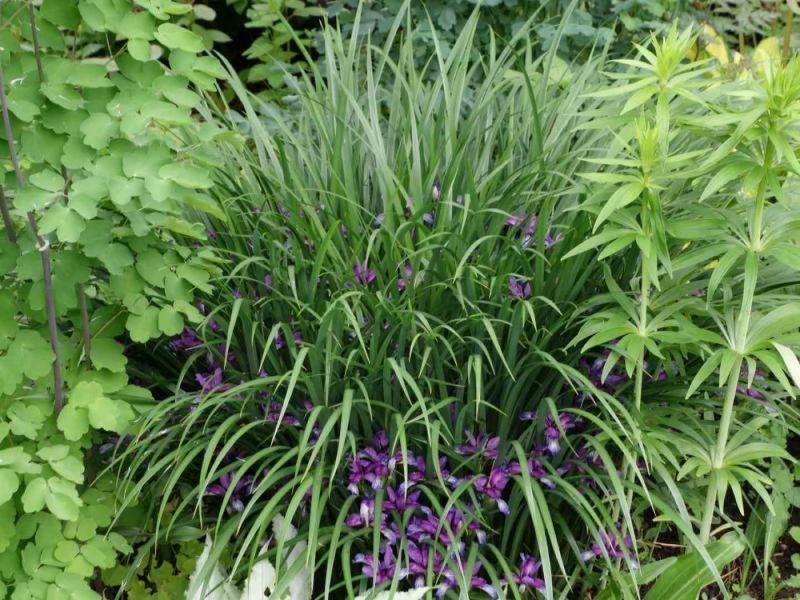 Ирис злаковидный (Iris graminea) С 1,5