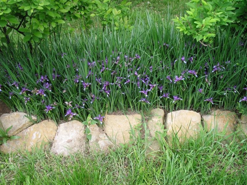 Ирис злаковидный (Iris graminea) С 1,5