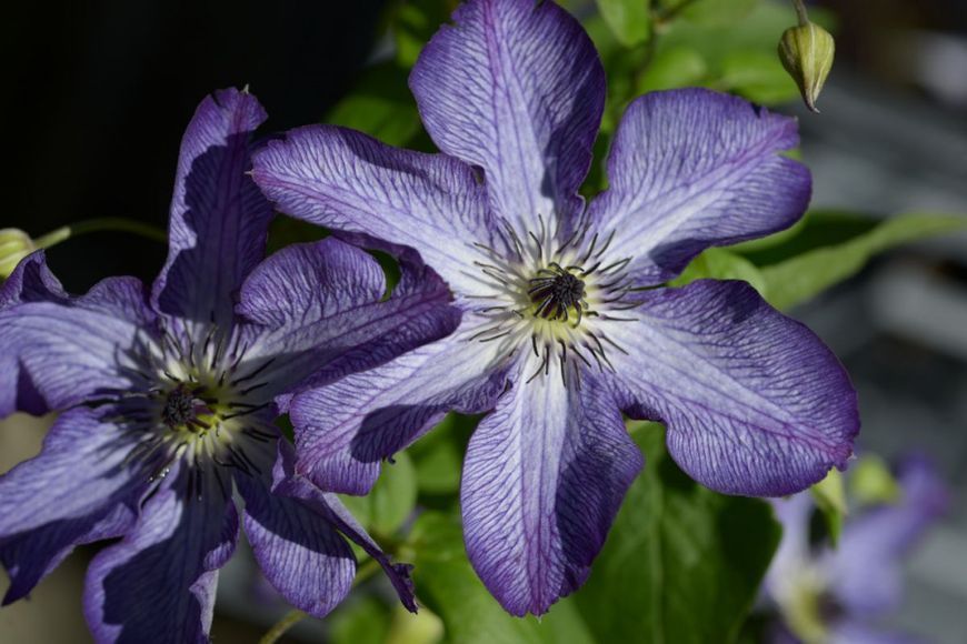 Клематис Супер Нова. (Clematis Super Nova) III группа