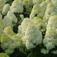 Гортензія волотиста Полар Бір. (Hydrangea paniculata Polar Bear) С4 CS2693 фото
