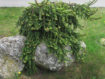 Ель обыкновенная Инверса. (Picea abies Inversa) С30, выс 60-80см CS2090 фото