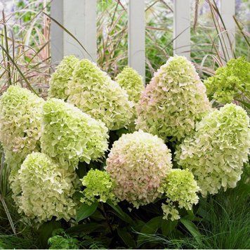 Гортензія волотиста Літл Спукі. (Hydrangea paniculata Little Spooky PBR) (НИЗКОРОСЛА) С10, 6-річка CS2743 фото