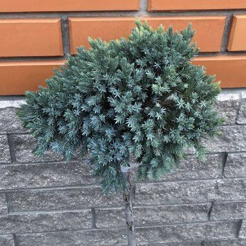 Можжевельник чешуйчатый Блю Стар. (Juniperus squamata Blue Star) ШТАМБ CS2240 фото