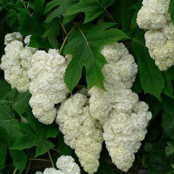 Гортензия дуболистная Гармония. (Hydrangea quercifolia Harmony) С10 CS2793 фото