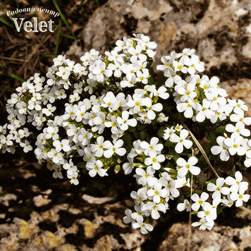Арабис белый (Arabis alba / Arabis caucasica) &mdash; неприхотливый многолетник почвопокровный Р9