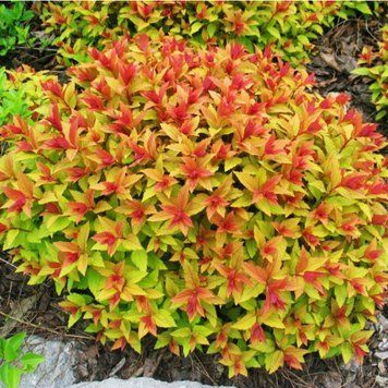 Спирея японская Голдфлейм (Spiraea japonica Goldflame) C3 V10407 фото