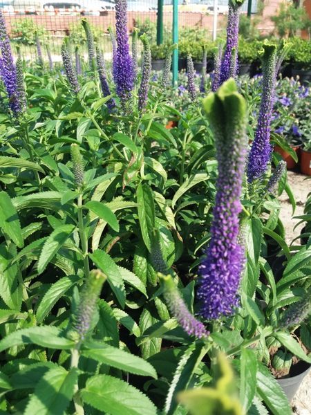Вероника колосистая &laquo;Криста&raquo; (Veronica spicata &lsquo;Christa&rsquo;) C3 V10064 фото