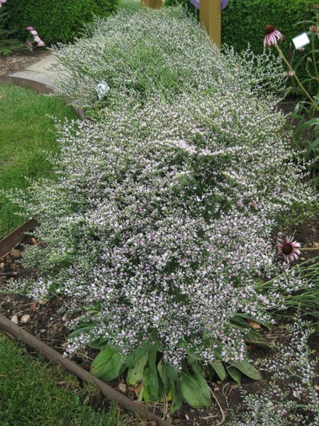 Кермек татарский. (Goniolimon tataricum) С2