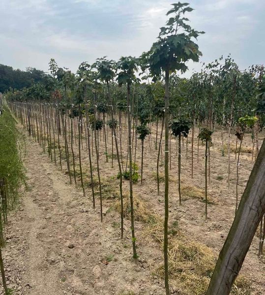 Клен гостролистий Глобозум. (Acer platanoides Globosum) ШТАМБ, 200/220см (ОКС)