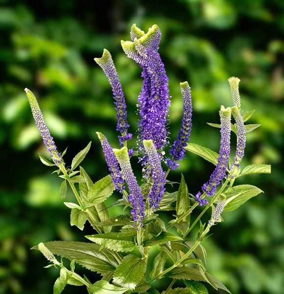 Вероника колосистая &laquo;Криста&raquo; (Veronica spicata &lsquo;Christa&rsquo;) C3 V10064 фото