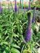 Вероника колосистая &laquo;Криста&raquo; (Veronica spicata &lsquo;Christa&rsquo;) C3 V10064 фото 3